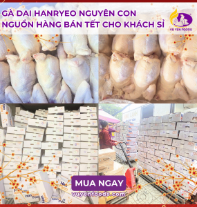 GÀ DAI HANRYEO NGUYÊN CON NGUỒN HÀNG BÁN TẾT CHO KHÁCH SỈ