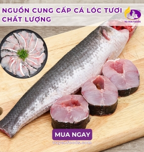 NGUỒN CUNG CẤP CÁ LÓC TƯƠI CHẤT LƯỢNG