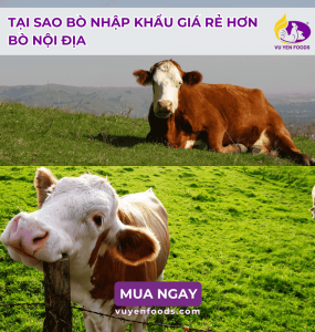 TẠI SAO BÒ NHẬP KHẨU GIÁ RẺ HƠN BÒ NỘI ĐỊA