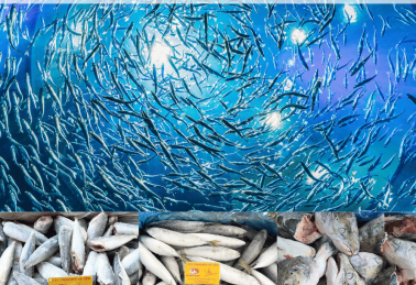 CÁCH PHÂN BIỆT CÁ ĐÔNG LẠNH CHẤT LƯỢNG CAO CHO NHÀ HÀNG HẢI SẢN