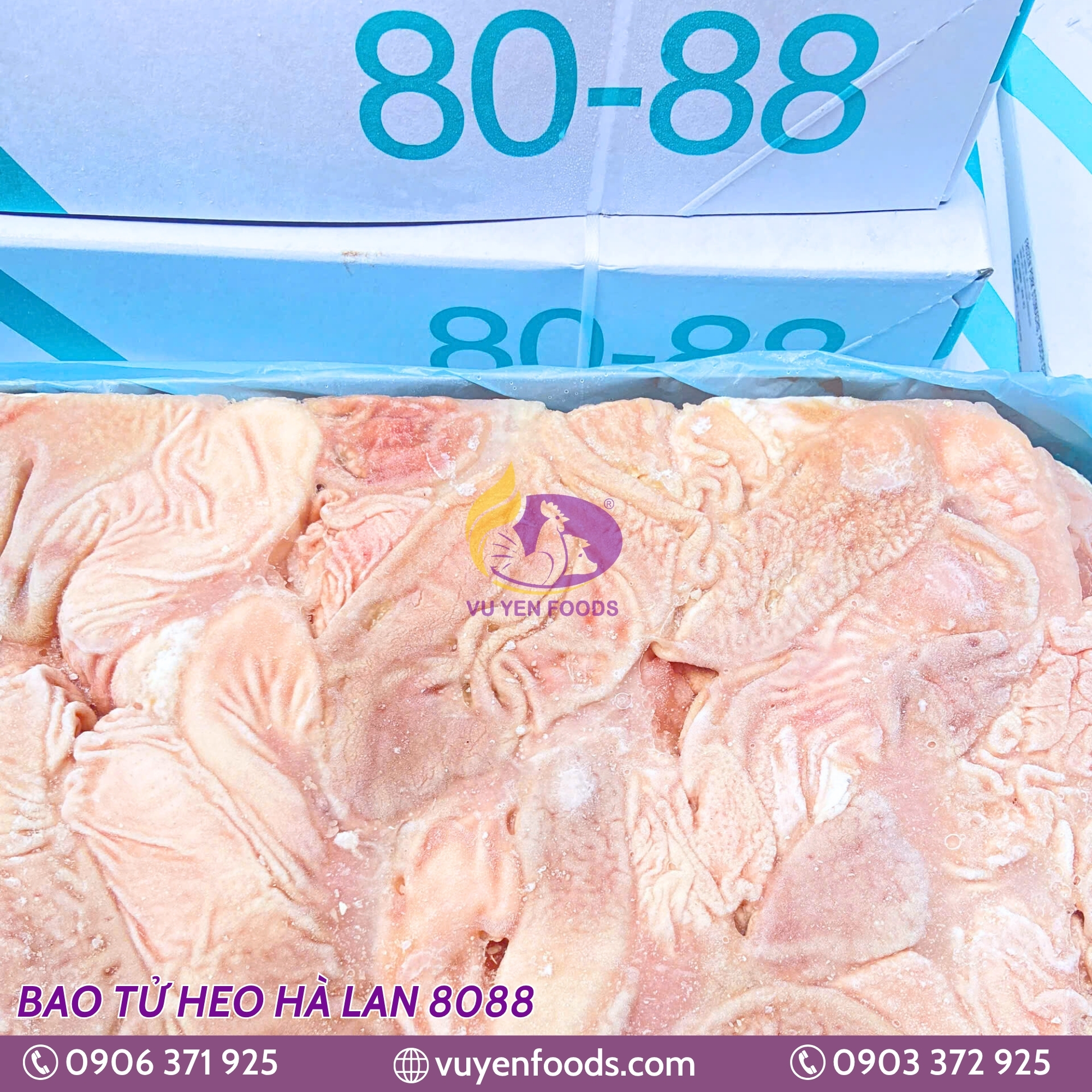 BAO TỬ HEO HÀ LAN