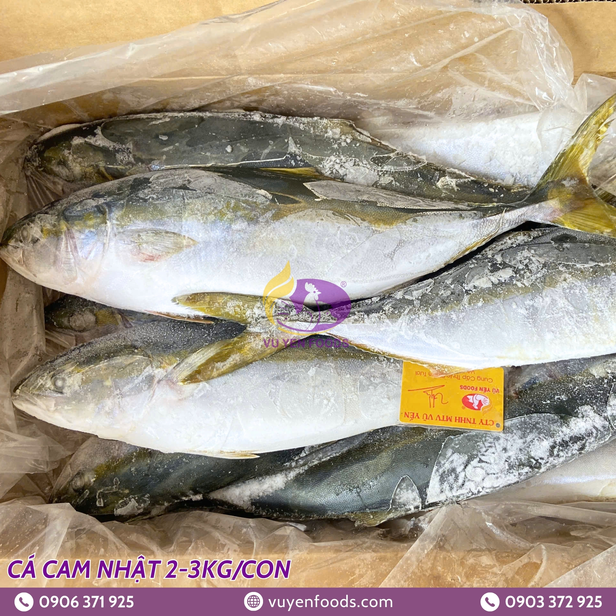 CÁ CAM NHẬT CON 2KG 30KG 