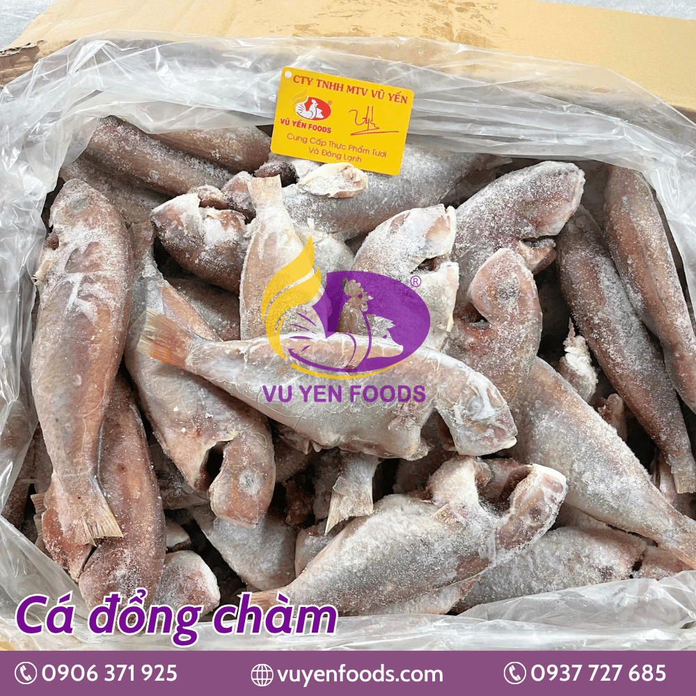 CÁ ĐỔNG CHÀM LÀM SẠCH