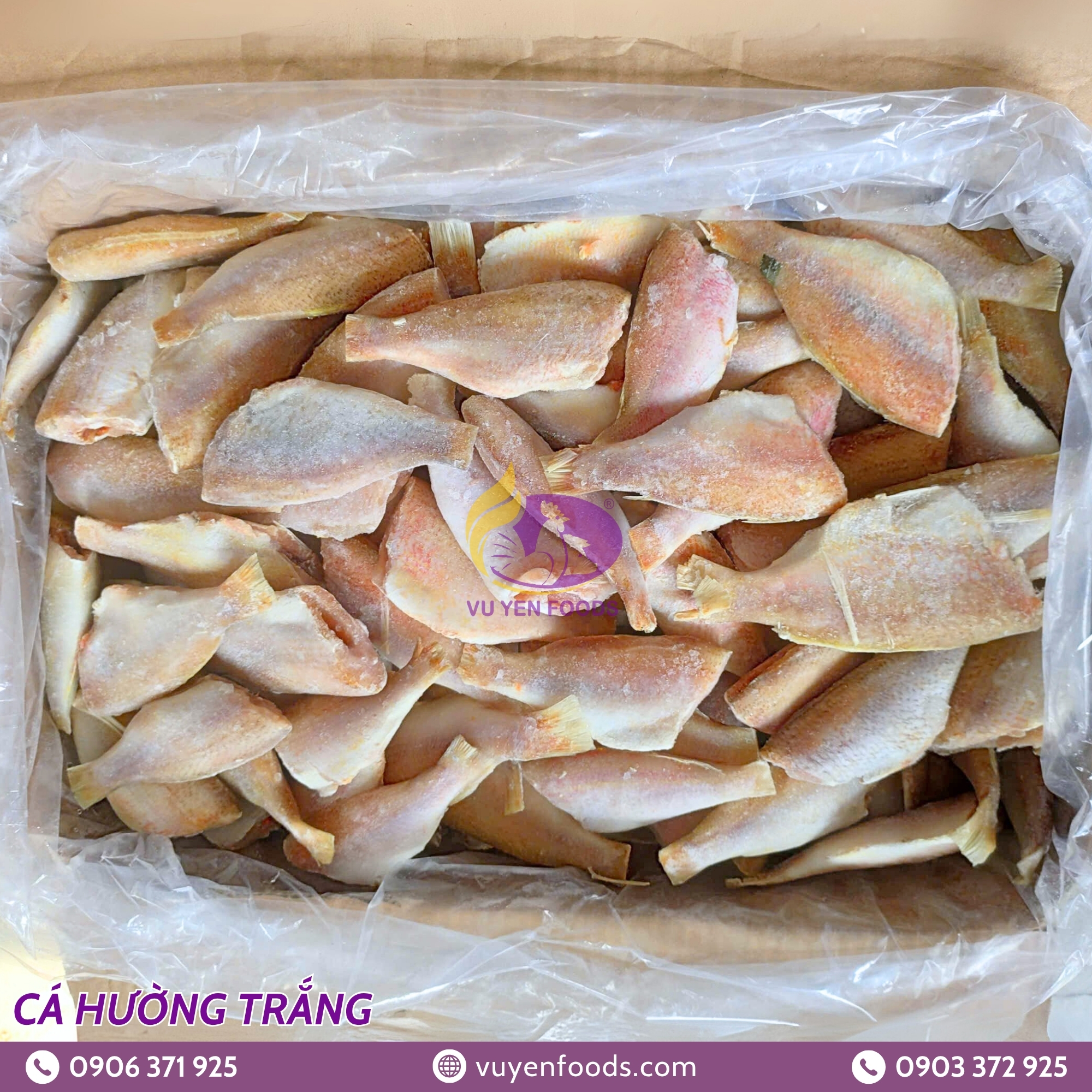 CÁ HƯỜNG TRẮNG