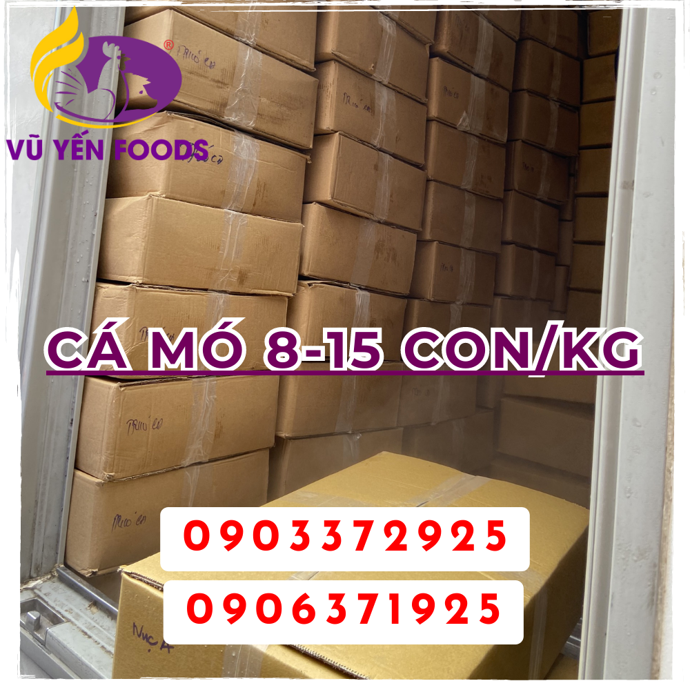 Cá mó 8-15 con/kg