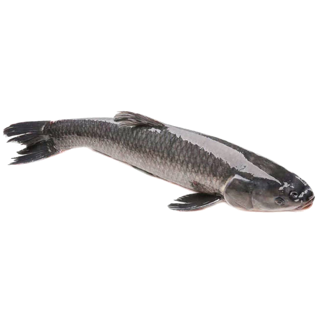 CÁ LÓC CÒN ĐẦU