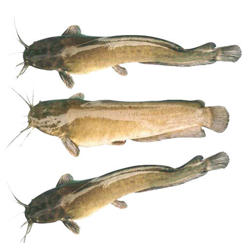 CÁ TRÊ CÒN ĐẦU