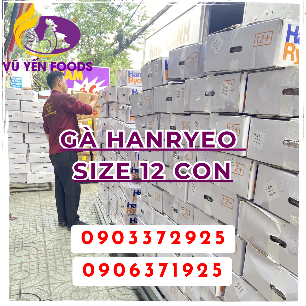 Gà Hanryeo size 12 con