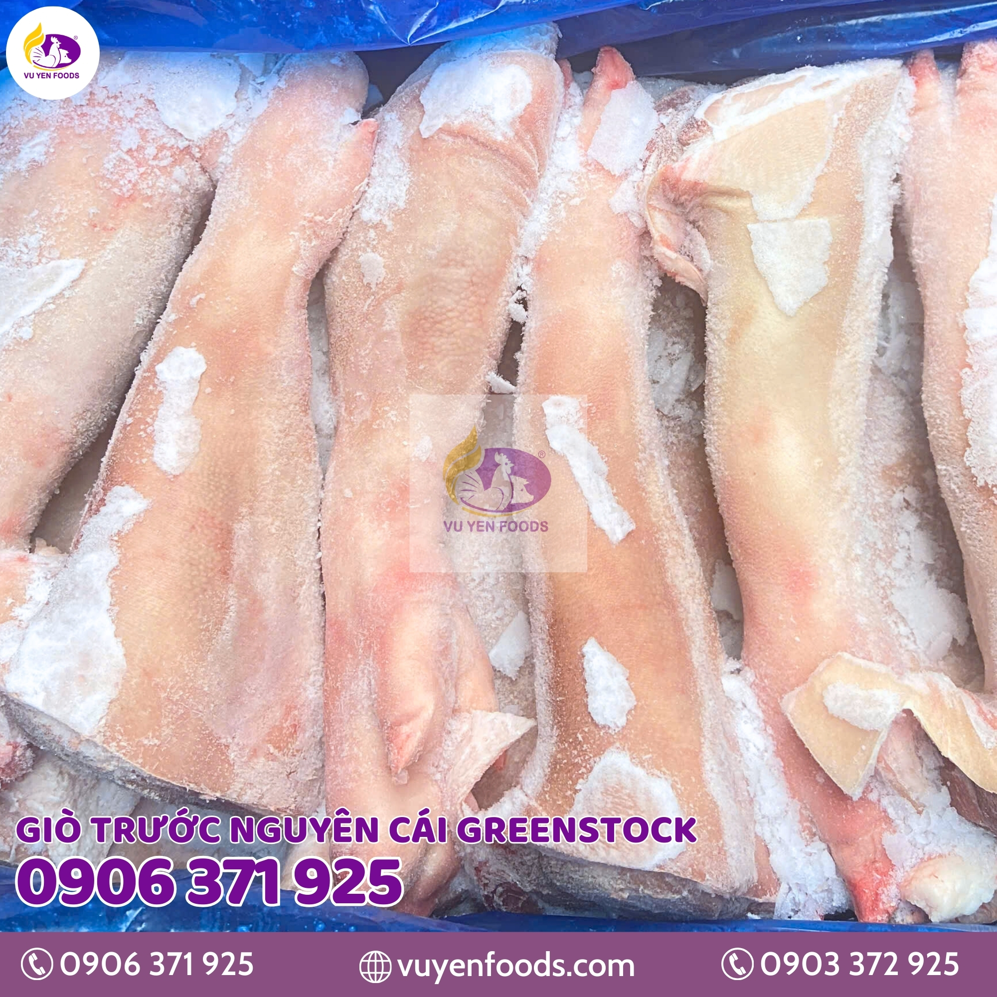 GIÒ HEO TRƯỚC NGUYÊN CÁI GREENSTOCK ÚC